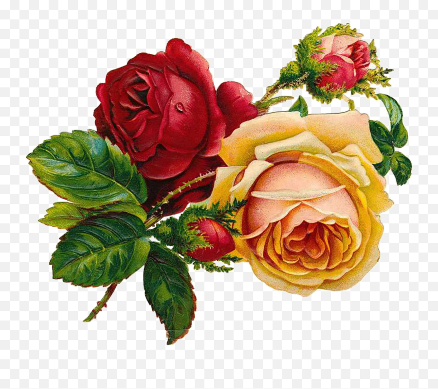 Roses Vintage Flowers Free Pictures - Victorian Roses Png,Vintage Floral Png