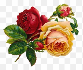 Roses Vintage Flowers Free Pictures - Victorian png