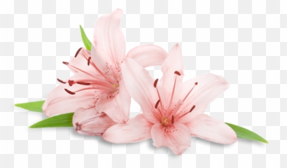 Transparent Spa Flowers Png - Transparent Spa Flower Png,Spa Png