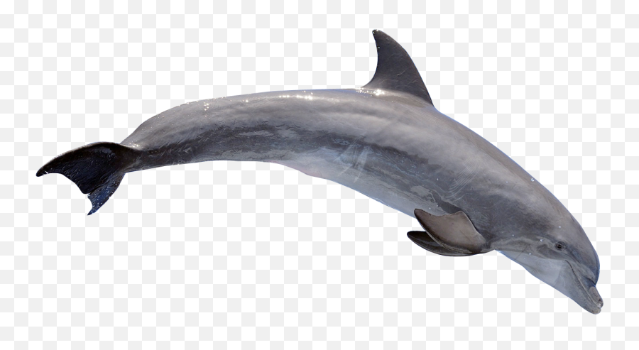 Dolphin Png - Dolphin Png,Fin Png