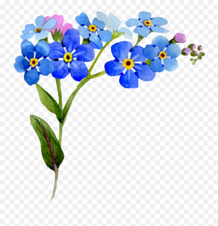 Flower Corner Interesting Nature - Watercolor Blue Floral Flower Clipart Forget Me Not Png,Floral Background Png