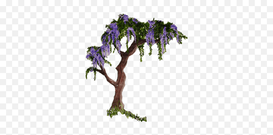 Glycine Wisteria Paintinglounge - Lovely Png,Wisteria Png