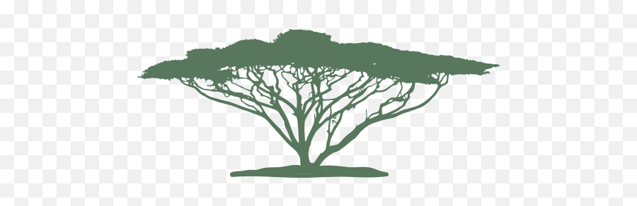 Siteicon - Tree Png,Acacia Tree Icon