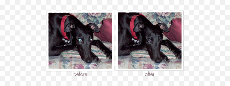 Adobe Photoshop Elements 12 Review Digital Scrapper Blog - Martingale Png,Photoshop Puppet Warp Icon