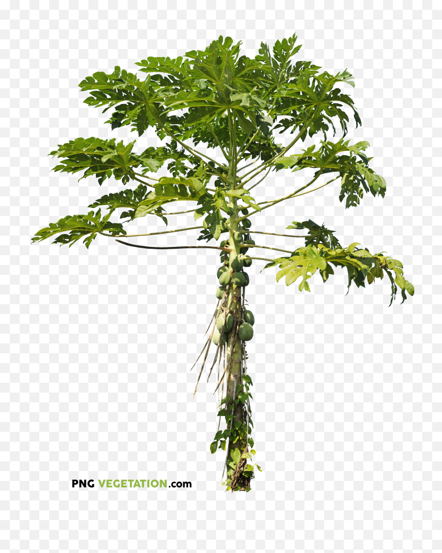 Png Plants Trees Plant