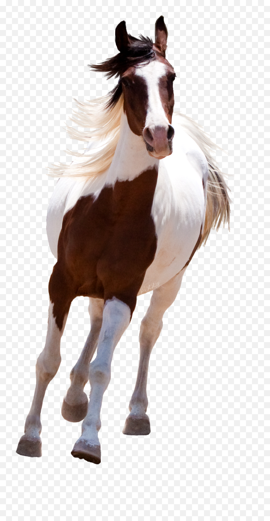 Horse Transparent Hd - Horse Brown And White Png,Horse Running Png