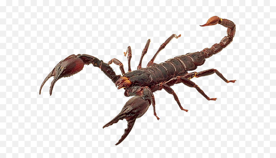 Scorpion Png Hd - Scorpion Png,Scorpio Png