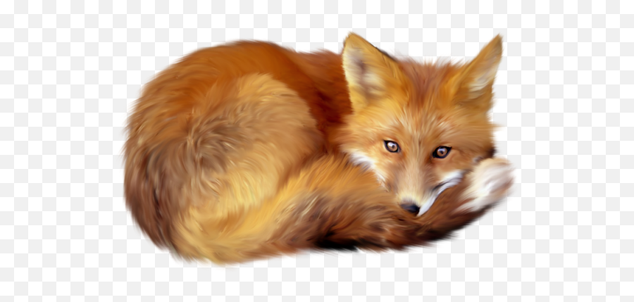 Download Fox Png 5 Hq Image In - Fox Animal Png,Fox Png