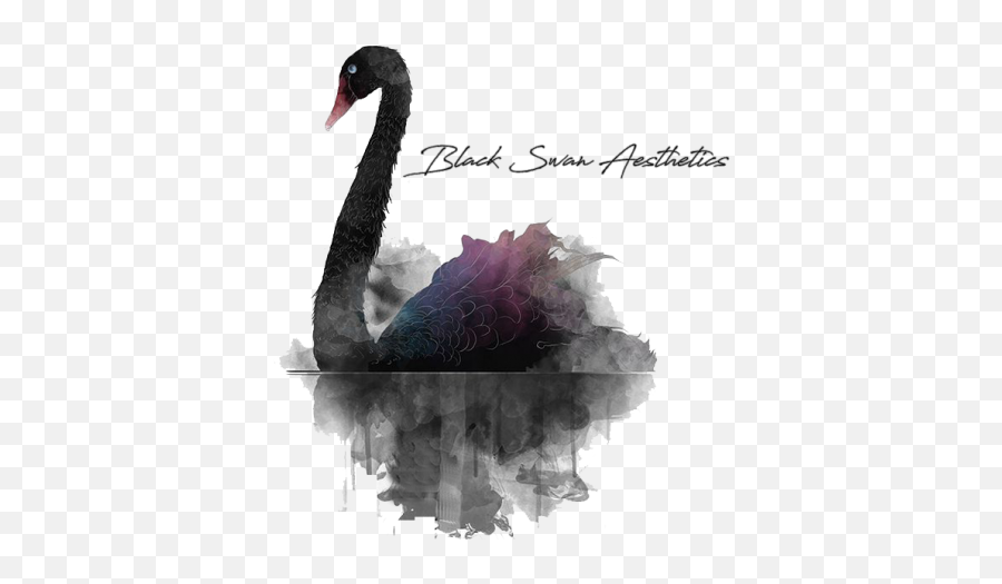 Download Hd Black Swan Transparent Png Image - Nicepngcom Black Swan Aesthetic,Swan Png