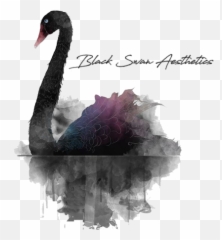 Download Hd Black Swan Transparent Png Image - Nicepngcom Black Swan Aesthetic,Swan Png