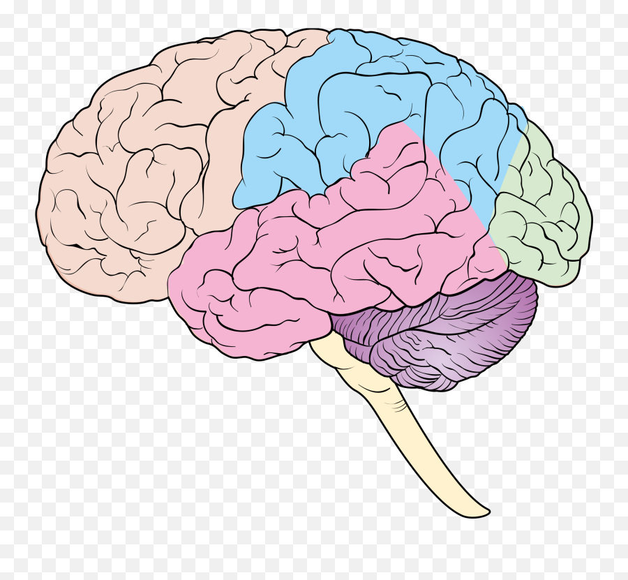 Brain Transparent Png - Tolle The Diagram Labeled Ideen Lobes Of The Brain Blank,Brain Transparent Background