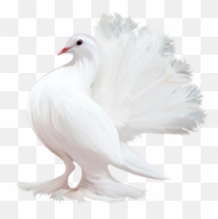 Free Png Pigeon - Konfest,Pigeons Png