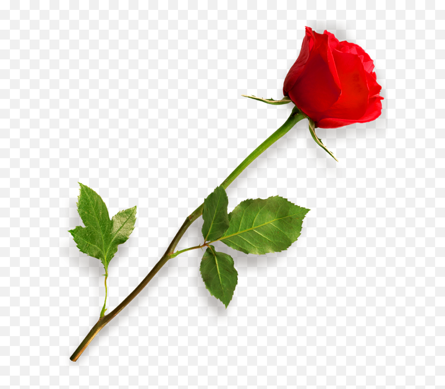Red Rose Png With Leaf Transparent - Picsart Png Effect Download,Red Rose Png