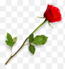 Red Rose Png With Leaf Transparent - Picsart Png Effect Download,Red Rose Png
