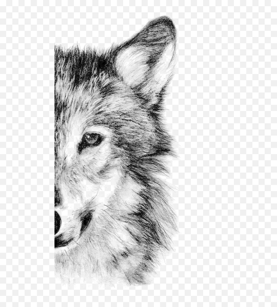 Gray Wolf Drawing Pencil Sketch - Dibujo Lobo A Lapiz Png,Wolf Png ...