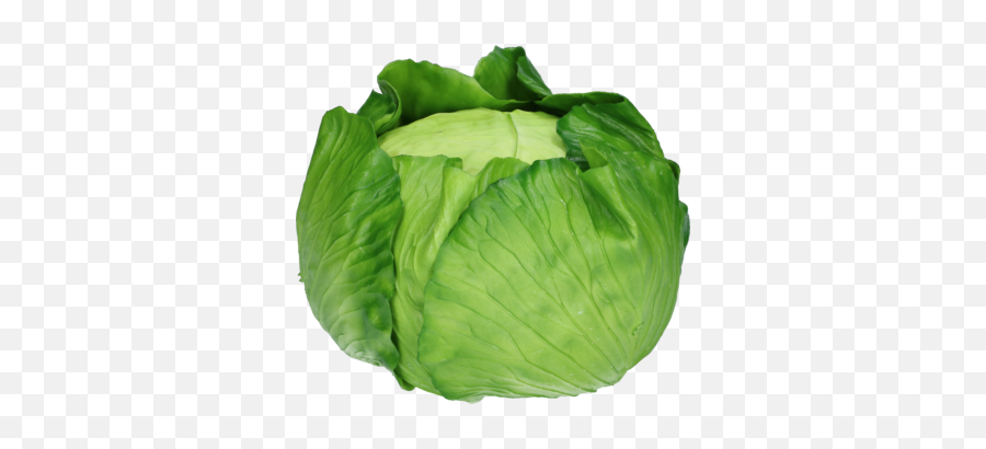 Cabbage Artificial - Iceburg Lettuce Png,Cabbage Transparent