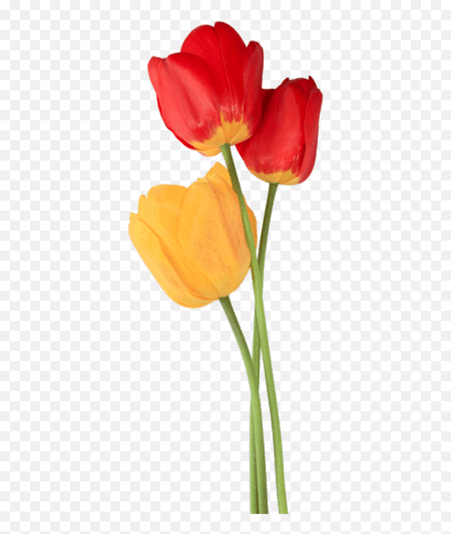Tulip Png Free Download 8 - Single Tulip Transparent Background,Tulip Png