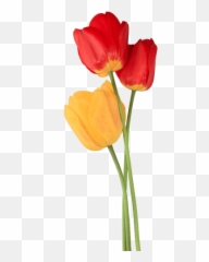 Tulip Png Free Download 8 - Single Transparent Background