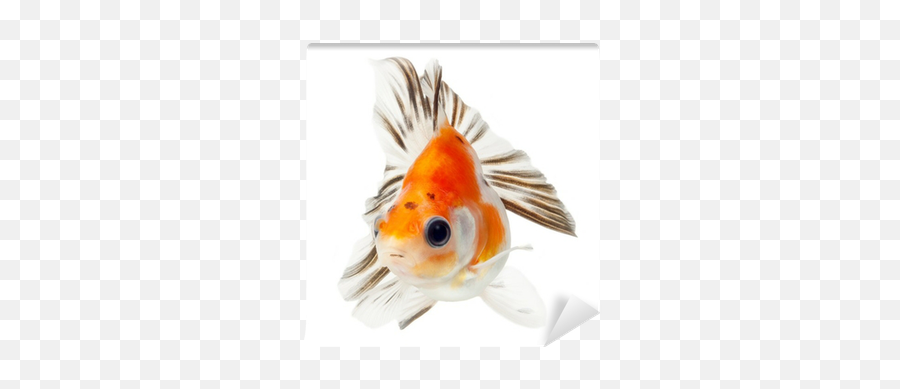 Fancy Goldfish Isolated - We Live To Change Goldfish Png,Goldfish Transparent Background