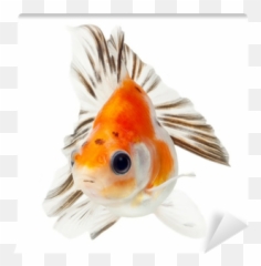 Fancy Goldfish Isolated - We live to change Goldfish png