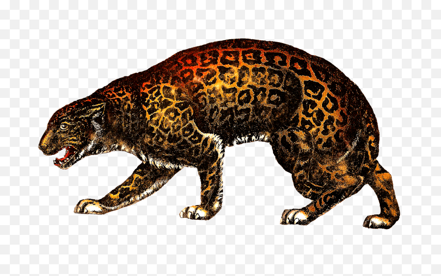 Leopard Snow Transparent Png - Stickpng Jaguar Circus,Snow Leopard Png