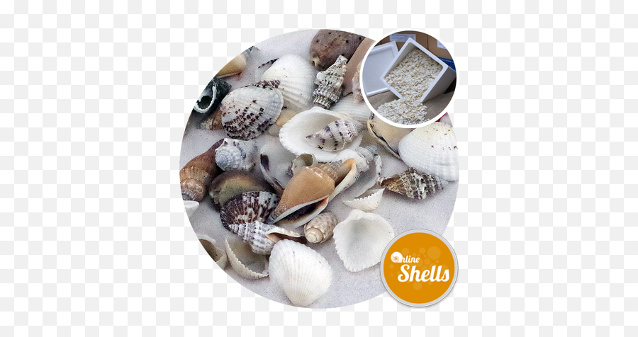 Download Assorted Medium Shells - 10kg Bargain Box Seashell Shell Png,Seashell Png