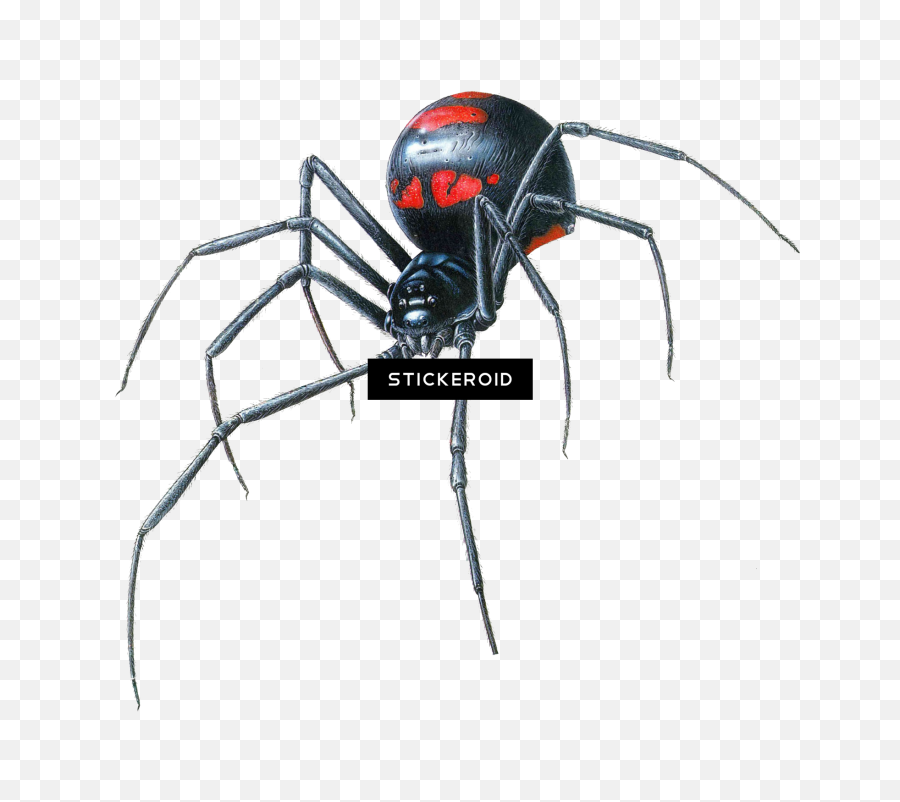 Download Black Widow Spider - Black Widow Spider Drawing Png,Black Widow Spider Png