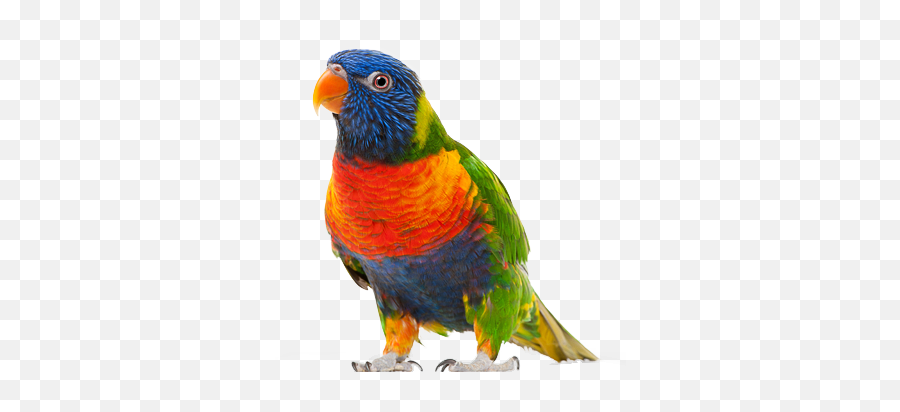 Parrot Icon Clipart - Transparent Background Parrot Png,Parrot Transparent