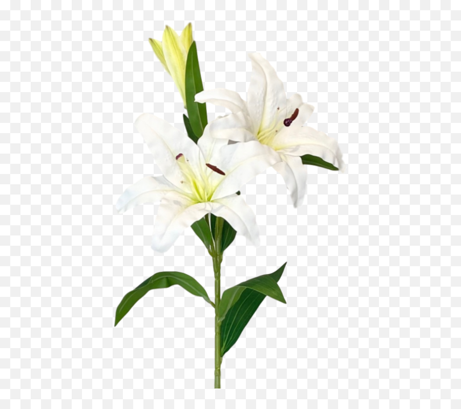 White Lily Stem - Crinum Png,White Lily Png