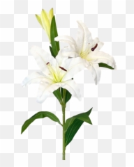 White Lily Stem - Crinum Png,White Lily Png