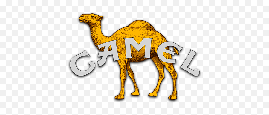 Camel Music Fanart Fanarttv - Sharing Png,Camel Transparent Background