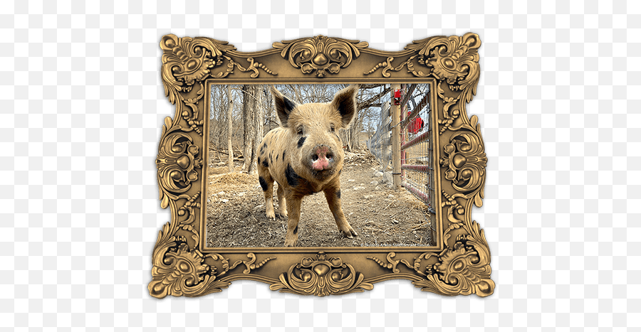 Download A Young Man And His Friends - Picture Frame Png,Warthog Png