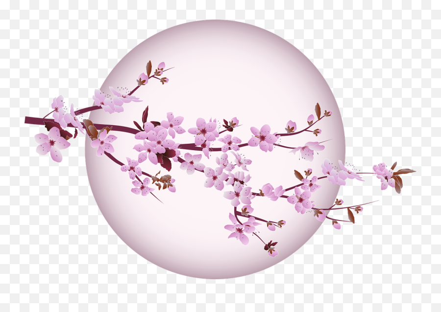 Cherry Blossom Tree - Free Vector Graphic On Pixabay Still Life Photography Png,Cherry Tree Png