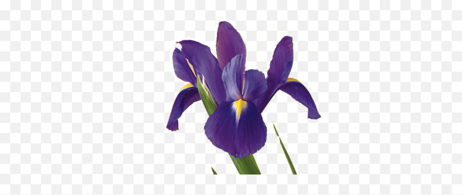 Iris Flower Meaning Symbolism - Perfume Ciel Jacques Saint Pres Png,Iris Png