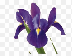 Iris Flower Meaning Symbolism - Perfume Ciel Jacques Saint Pres Png,Iris Png