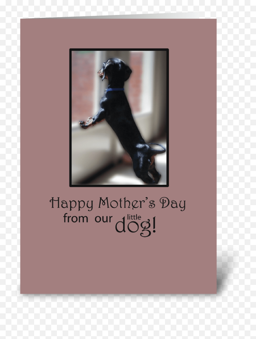Motheru2019s Day Thanks From Dog Watching - Picture Frame Png,Thanks For Watching Transparent
