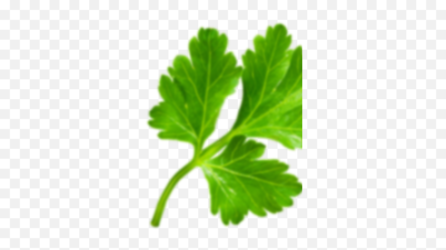 Parsley Full Size Png Download Seekpng - Transparent Parsley,Parsley Png