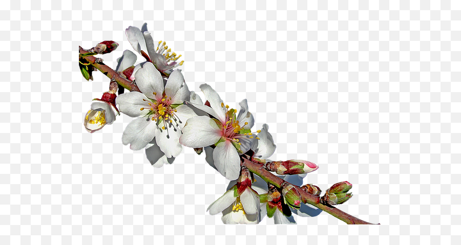 Picture V37 Png Lh - 85 3d Blooming Branch Blooming Almonds Tree Png,Cherry Blossom Branch Png