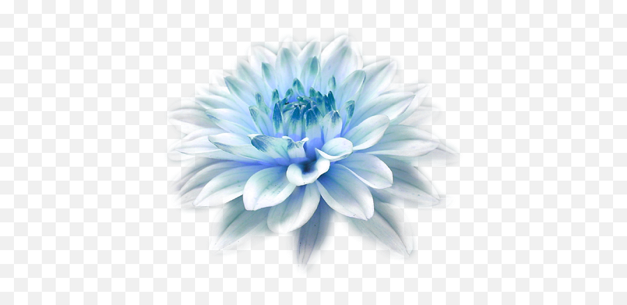 Download Hd Light Blue Flower Png - High Resolution Facebook Cover Photo Hd 1080p,Blue Flowers Png