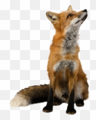 Fox Png - Fox Png,Fox Png