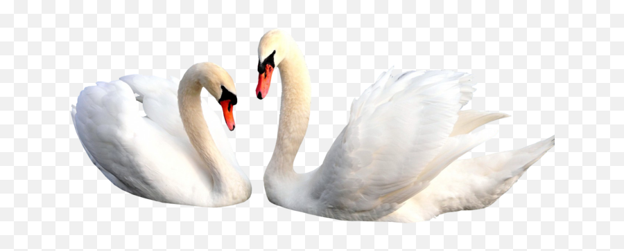 Swan Png Alpha Channel Clipart Images Pictures With