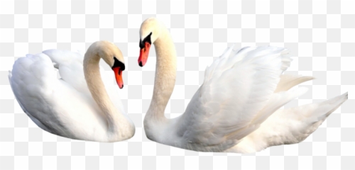 Swan Png Alpha Channel Clipart Images Pictures With