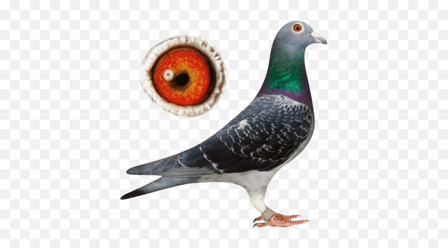 Download Types Of Pigeons Nicefarming Com - Racing Pigeon Most Beautiful Racing Pigeon In The World Png,Pigeons Png