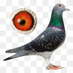Download Types Of Pigeons Nicefarming Com - Racing Pigeon Most Beautiful Racing Pigeon In The World Png,Pigeons Png
