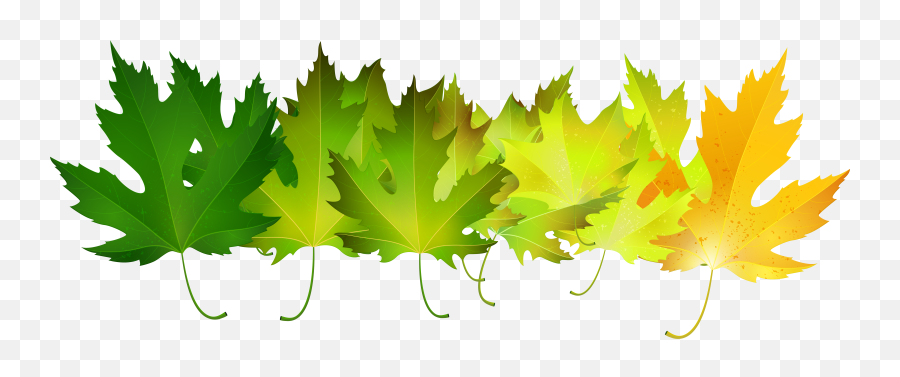 Leaves Clipart Green Transparent Free For Png Autumn Leaf