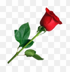 Red Rose Flower Png 1 Image