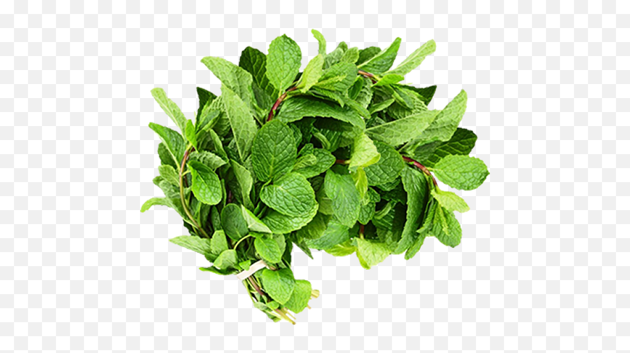 Fresh Mint Recipe - Flowerpot Png,Mint Leaf Png