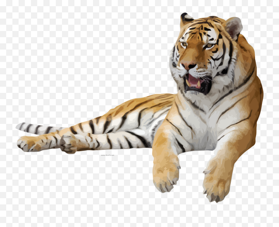 Tiger Png Images - Transparent Background Tiger Png,Tigers Png