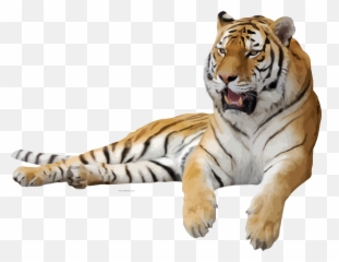 Tiger Png Images - Transparent Background