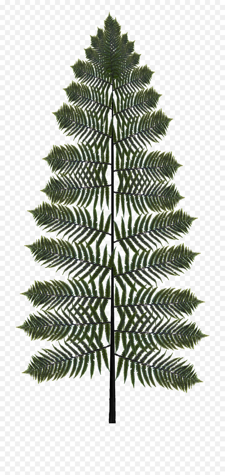 Fern Transparent Png Image - Ostrich Fern,Fern Png